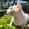 PERLA