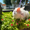 PERLA