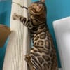 GATTINI BENGALA