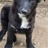 Luna sucht ihr Für-immer-Zuhause