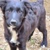 Luna sucht ihr Für-immer-Zuhause