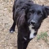 Luna sucht ihr Für-immer-Zuhause