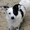 Tessa- ein kleines Herz auf 4 Pfoten sucht seine Familie !