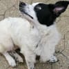 Tessa- ein kleines Herz auf 4 Pfoten sucht seine Familie !