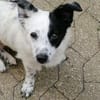 Tessa- ein kleines Herz auf 4 Pfoten sucht seine Familie !