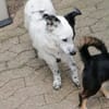 Tessa- ein kleines Herz auf 4 Pfoten sucht seine Familie !