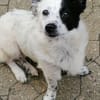 Tessa- ein kleines Herz auf 4 Pfoten sucht seine Familie !