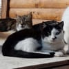 Entspannte Viona sucht ruhiges Zuhause