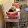Nach schwerem Schicksal: Candy sucht ihr Glück