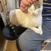 Latte sucht ihren Dosenöffner