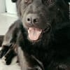 Finlay- charmanter Charakterhund für Liebhaber