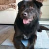Finlay- charmanter Charakterhund für Liebhaber
