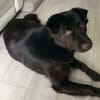 Finlay- charmanter Charakterhund für Liebhaber