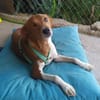 Willow - Patenschaft gesucht