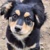 Welpenmädchen Zoe sucht ein liebevolles Zuhause
