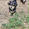 Welpenmädchen Zoe sucht ein liebevolles Zuhause