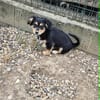 Welpenmädchen Zoe sucht ein liebevolles Zuhause