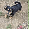 Welpenmädchen Zoe sucht ein liebevolles Zuhause