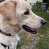 Troy sucht sein Fürimmerzuhause!