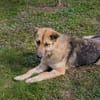 IRIS  Wunderschöne Kämpferin sucht ihr Glück