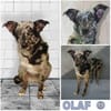 OLAF -möchte endlich ankommen-