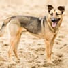 MORRYS * loyaler Herzenshund mit Charme