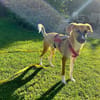 MARJORIE -liebe und verschmuste Seele-