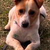 Kolbaz der kleine Miniterrierchihuahua/ 82284