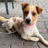 Kolbaz der kleine Miniterrierchihuahua/ 82284