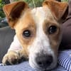 Kolbaz der kleine Miniterrierchihuahua/ 82284