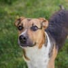 TOBI  Tapferer Junghund sucht seinen Neuanfang