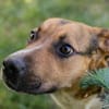 TOBI  Tapferer Junghund sucht seinen Neuanfang