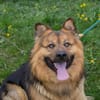 WUTZ  Fröhlicher Herzenshund sucht ein neues Zuhause