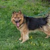 WUTZ  Fröhlicher Herzenshund sucht ein neues Zuhause