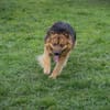 WUTZ  Fröhlicher Herzenshund sucht ein neues Zuhause