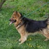 WUTZ  Fröhlicher Herzenshund sucht ein neues Zuhause