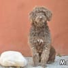 MARLO
