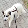 PINTO * Hund wie ein Baum. Kleiner Baum