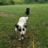 PINTO * Hund wie ein Baum. Kleiner Baum