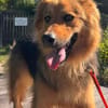 Liebe Mogli auf der Suche nach Dir / Bei München