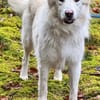 Knut sucht seinen Deckel/ wartet in 82284