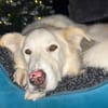 Knut sucht seinen Deckel/ wartet in 82284