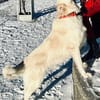 Knut sucht seinen Deckel/ wartet in 82284