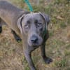 Wunderschöner silberner Labrador (Mix) Ash