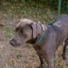 Wunderschöner silberner Labrador (Mix) Ash