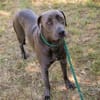 Wunderschöner silberner Labrador (Mix) Ash