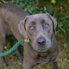 Wunderschöner silberner Labrador (Mix) Ash