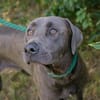 Wunderschöner silberner Labrador (Mix) Ash