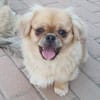 Kleiner Pekinese aus dem Tierschutz