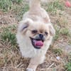 Kleiner Pekinese aus dem Tierschutz